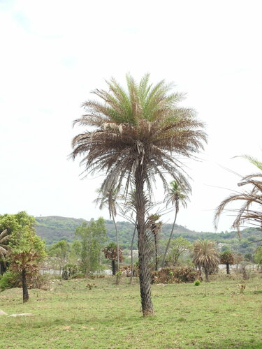 Phoenix sylvestris