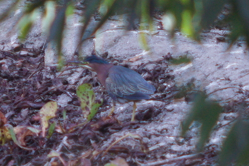iNaturalist observation photo of Green Heron