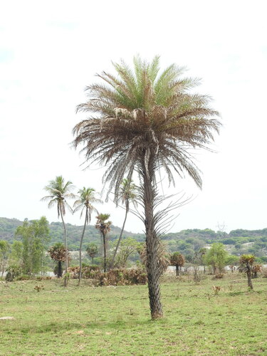 Phoenix sylvestris