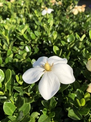 Gardenia jasminoides