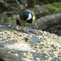 Parus major newtoni