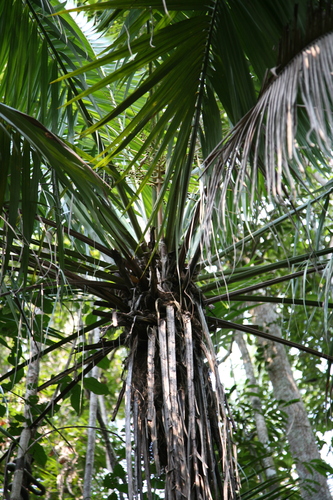 Dypsis nossibensis