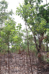 Half-moon wattle (Acacia dimidiata)