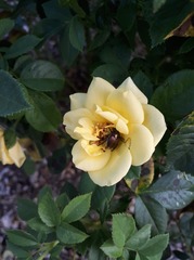 Popillia japonica