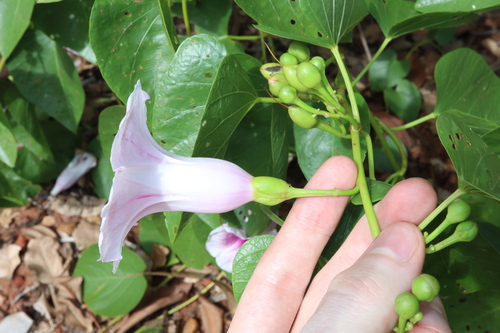 Image of Ipomoea abrupta by (c) Thomas Mesaglio, some rights reserved (CC BY)