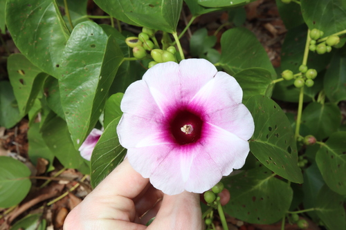 Image of Ipomoea abrupta by (c) Thomas Mesaglio, some rights reserved (CC BY)