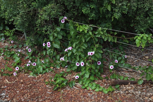 Image of Ipomoea abrupta by (c) Thomas Mesaglio, some rights reserved (CC BY)