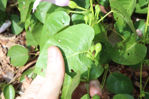 Image of Ipomoea abrupta by (c) Thomas Mesaglio, some rights reserved (CC BY)
