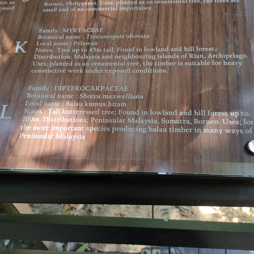 Shorea maxwelliana observed 2024-12-15