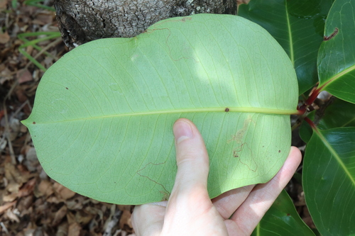 Image of Syzygium suborbiculare by (c) Thomas Mesaglio, some rights reserved (CC BY)