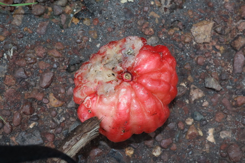 Image of Syzygium suborbiculare by (c) Thomas Mesaglio, some rights reserved (CC BY)