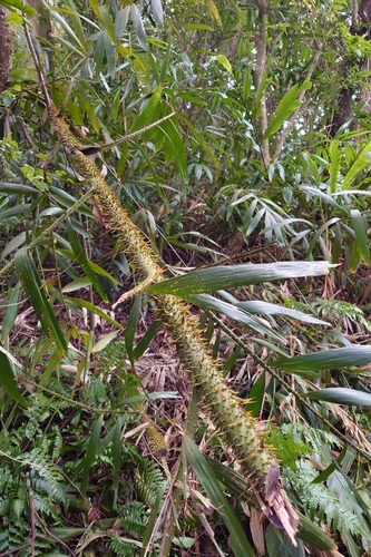 Image of Calamus formosanus by (c) 如此甚好, some rights reserved (CC BY)