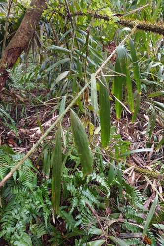 Image of Calamus formosanus by (c) 如此甚好, some rights reserved (CC BY)