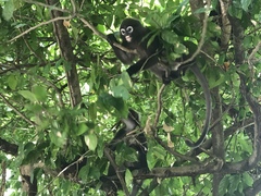 Trachypithecus obscurus