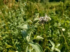 Mentha longifolia asiatica