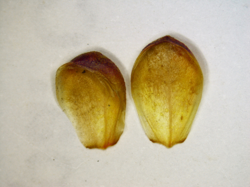 Pileanthus rubronitidus, photograph 4