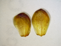 (c) Benjamin Anderson, some rights reserved (CC BY) Pileanthus rubronitidus, photograph (c) Benjamin Anderson, some rights reserved (CC BY)