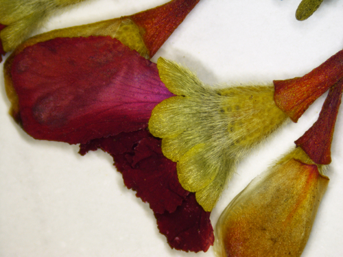 Pileanthus rubronitidus, photograph 6