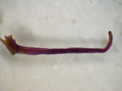 (c) Benjamin Anderson, some rights reserved (CC BY) Pileanthus rubronitidus, photograph (c) Benjamin Anderson, some rights reserved (CC BY)