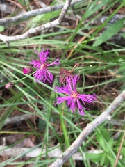 Vernonia texana