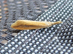 Donacaula melinellus