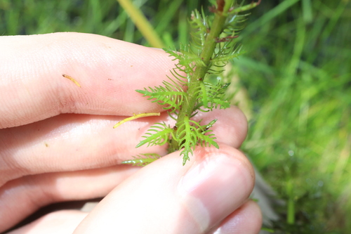 Image of Myriophyllum verrucosum by (c) Thomas Mesaglio, some rights reserved (CC BY)