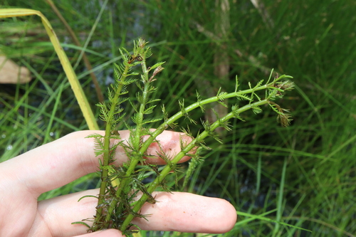 Image of Myriophyllum verrucosum by (c) Thomas Mesaglio, some rights reserved (CC BY)