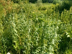 Mentha longifolia asiatica