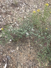 Hosackia crassifolia