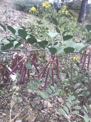 Hosackia crassifolia
