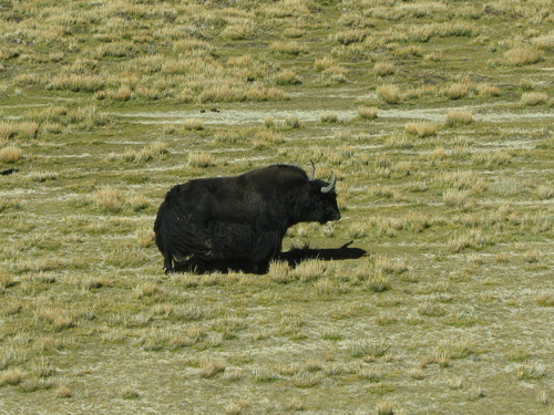 Domestic Yak