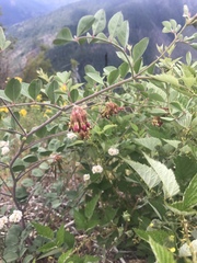 Hosackia crassifolia