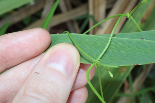 Image of Vigna lanceolata by (c) Thomas Mesaglio, some rights reserved (CC BY)