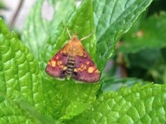 Pyrausta aurata