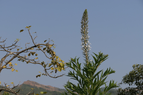Lobelia nicotianifolia, photograph 4