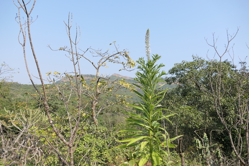 Lobelia nicotianifolia, photograph 5