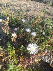 Mesembryanthemoideae