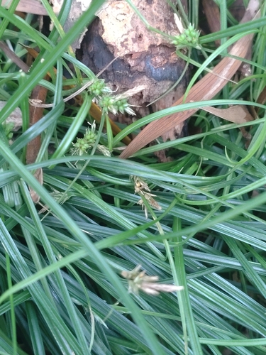 Carex discoidea iNat (2)