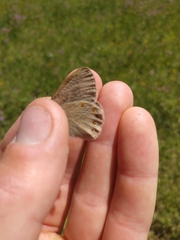 Coenonympha haydenii