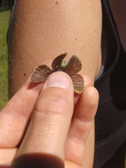 Coenonympha haydenii
