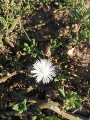 Mesembryanthemoideae