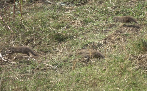 Banded Mongoose