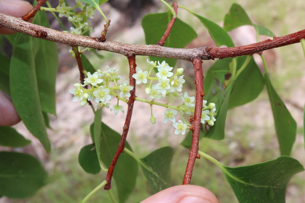 Denhamia muelleri