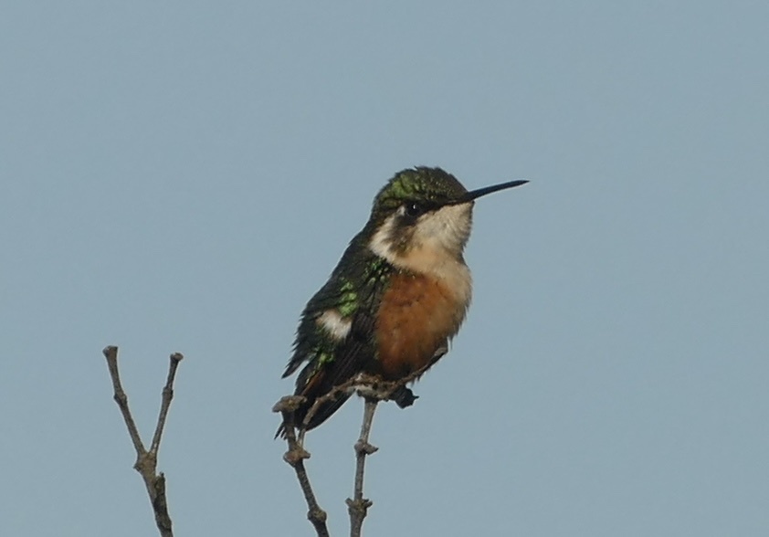 Santa Marta Woodstar (Chaetocercus astreans), photo 6