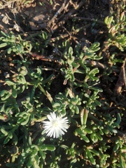 Mesembryanthemoideae