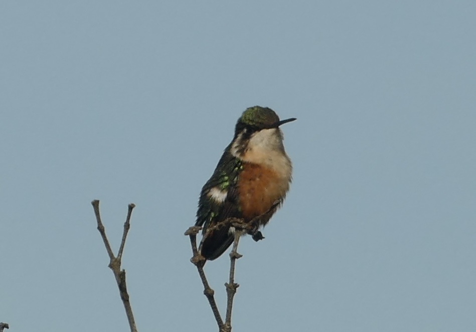 Santa Marta Woodstar (Chaetocercus astreans), photo 7