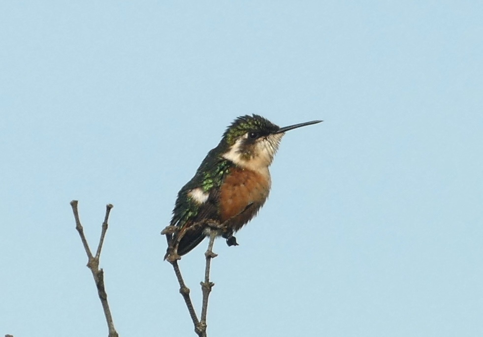 Santa Marta Woodstar (Chaetocercus astreans), photo 8