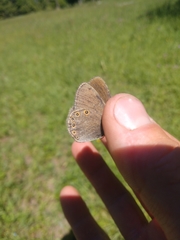 Coenonympha haydenii