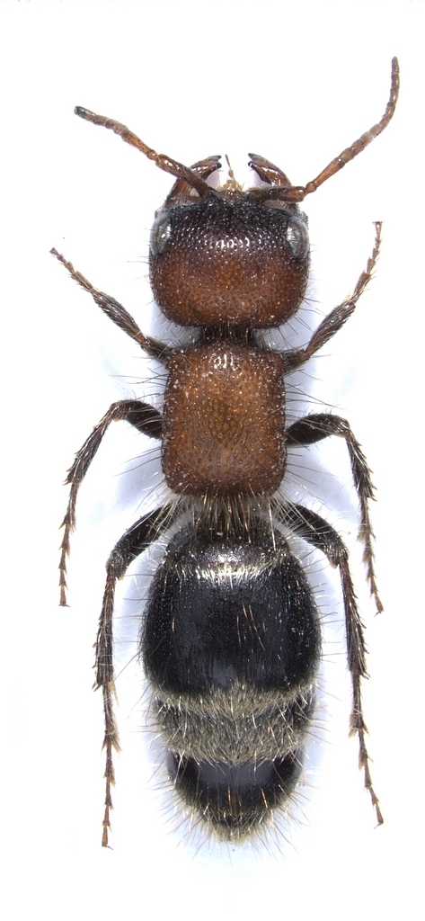 Myrmilla caucasica