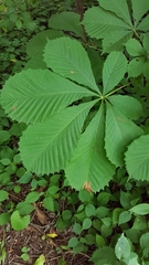 Aesculus hippocastanum